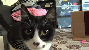 猫