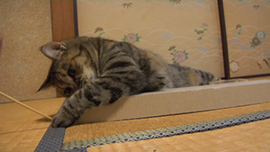 猫